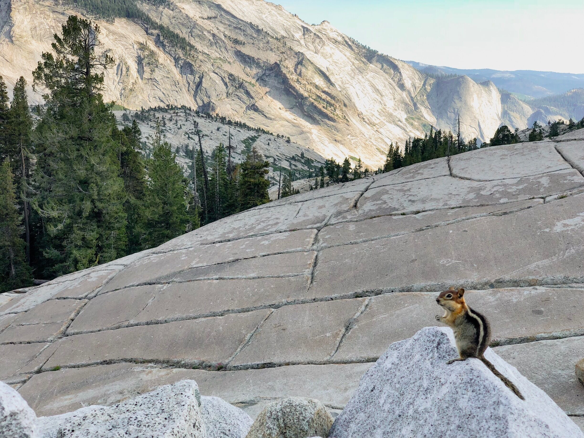 The poser! #yosemitenps #summertriptocali