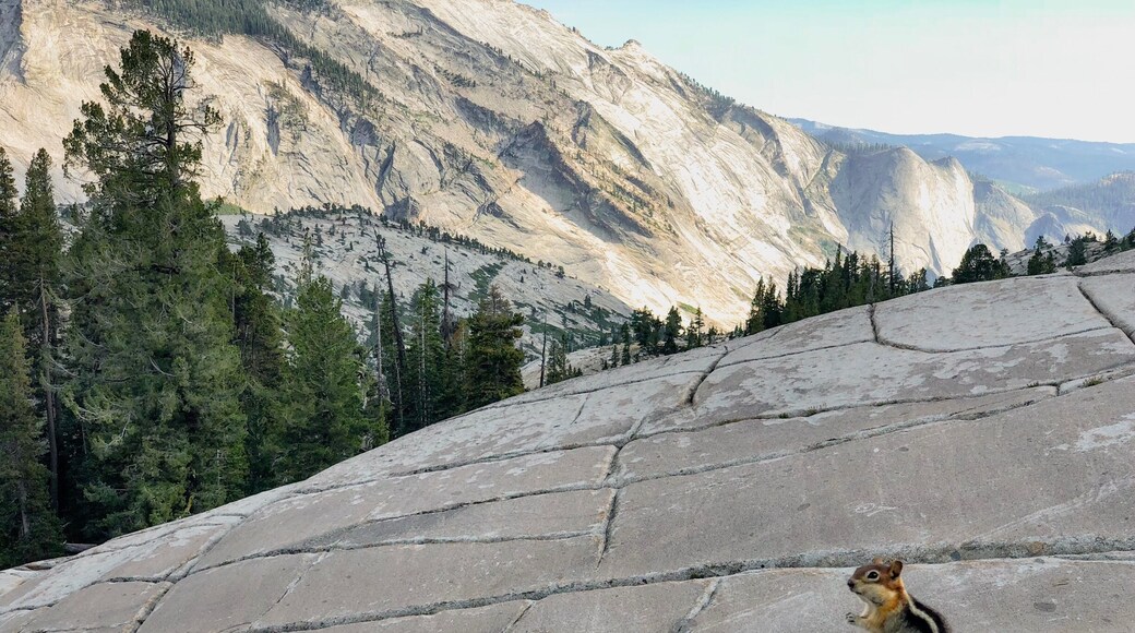 The poser! #yosemitenps #summertriptocali