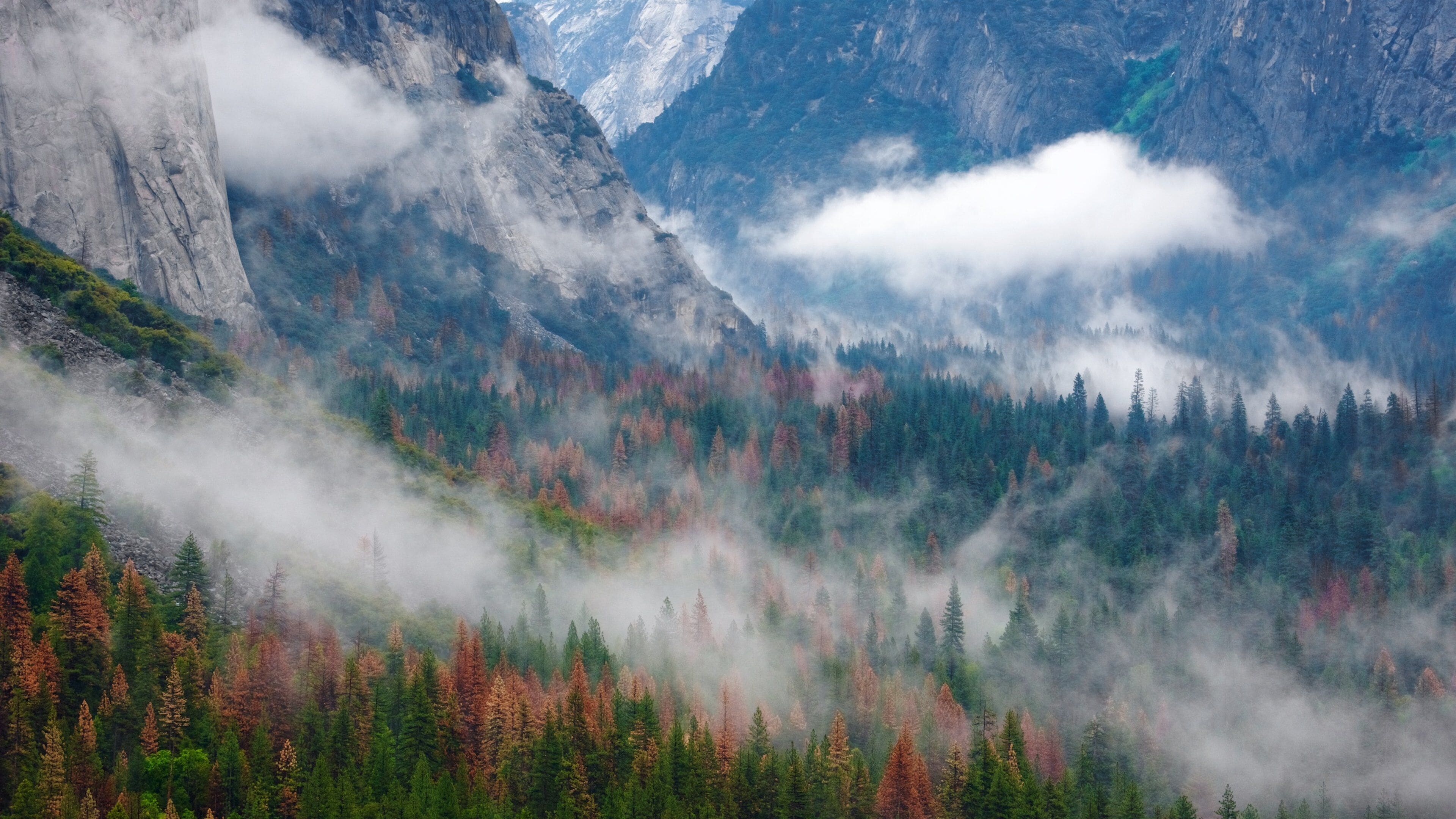 Tunnel View som inkluderer skoglandskap og tåke
