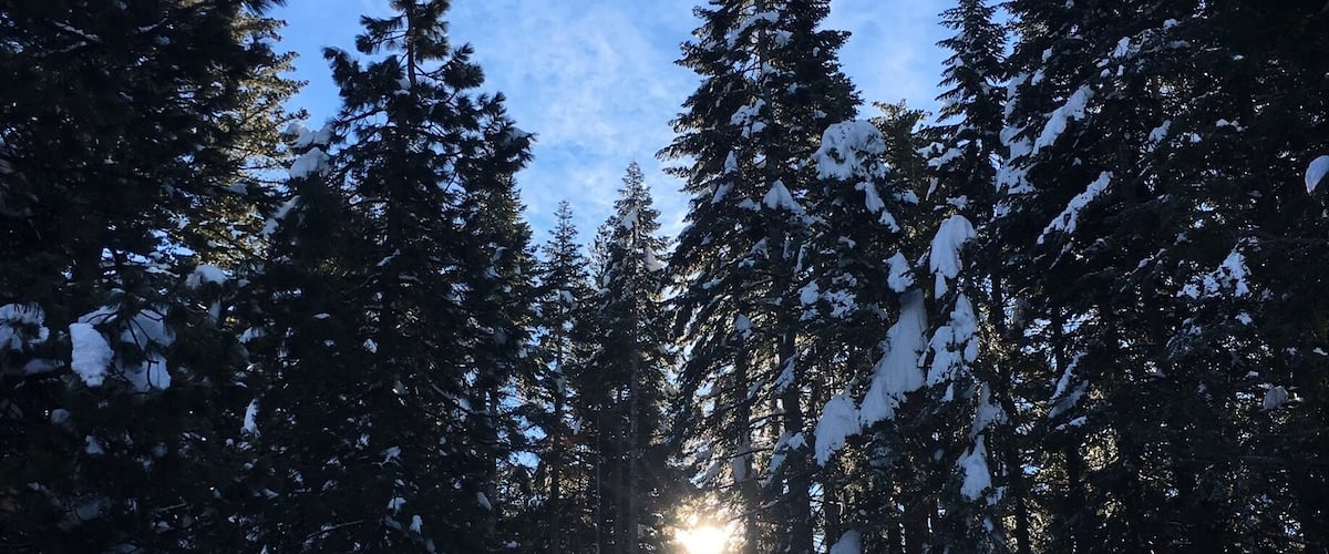 Beauty in the trees!  Just look around it's everywhere, you just need to look for it.