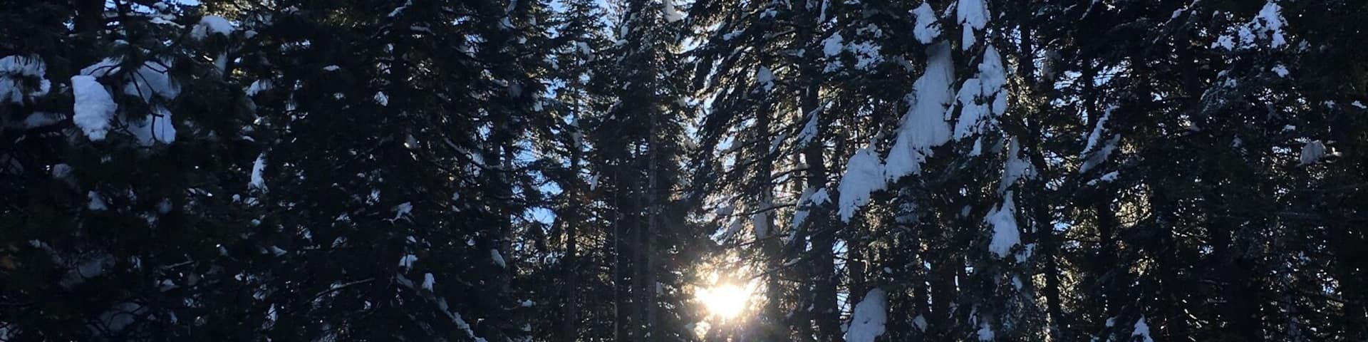 Beauty in the trees! Just look around it's everywhere, you just need to look for it.