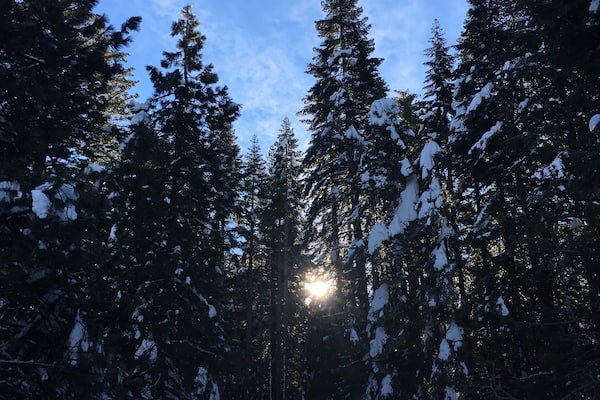 Beauty in the trees! Just look around it's everywhere, you just need to look for it.