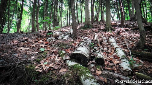 Hiking to the zipline/tree-top-trekking route