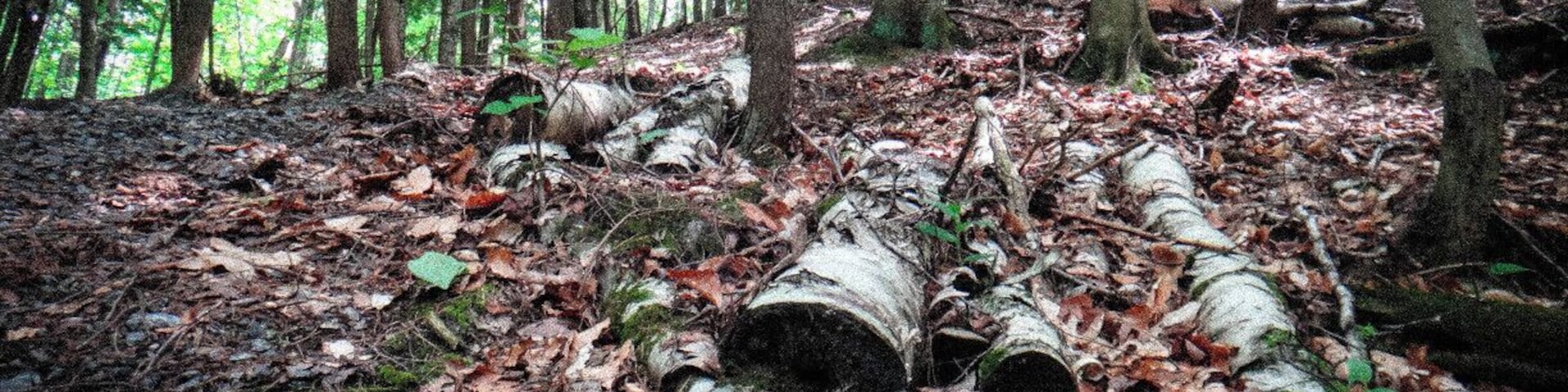 Hiking to the zipline/tree-top-trekking route