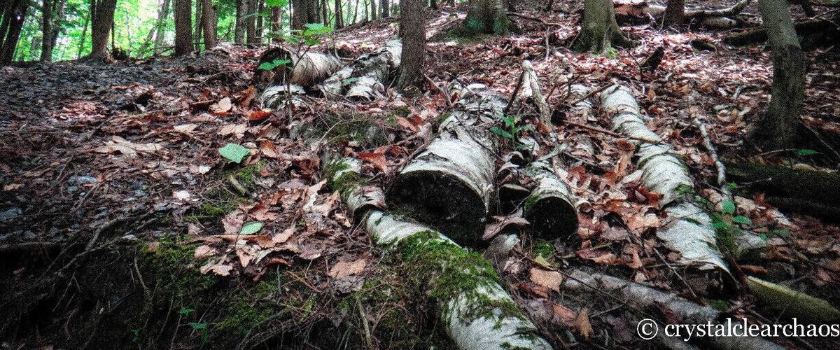 A forest with fallen logs and leaf-covered ground.