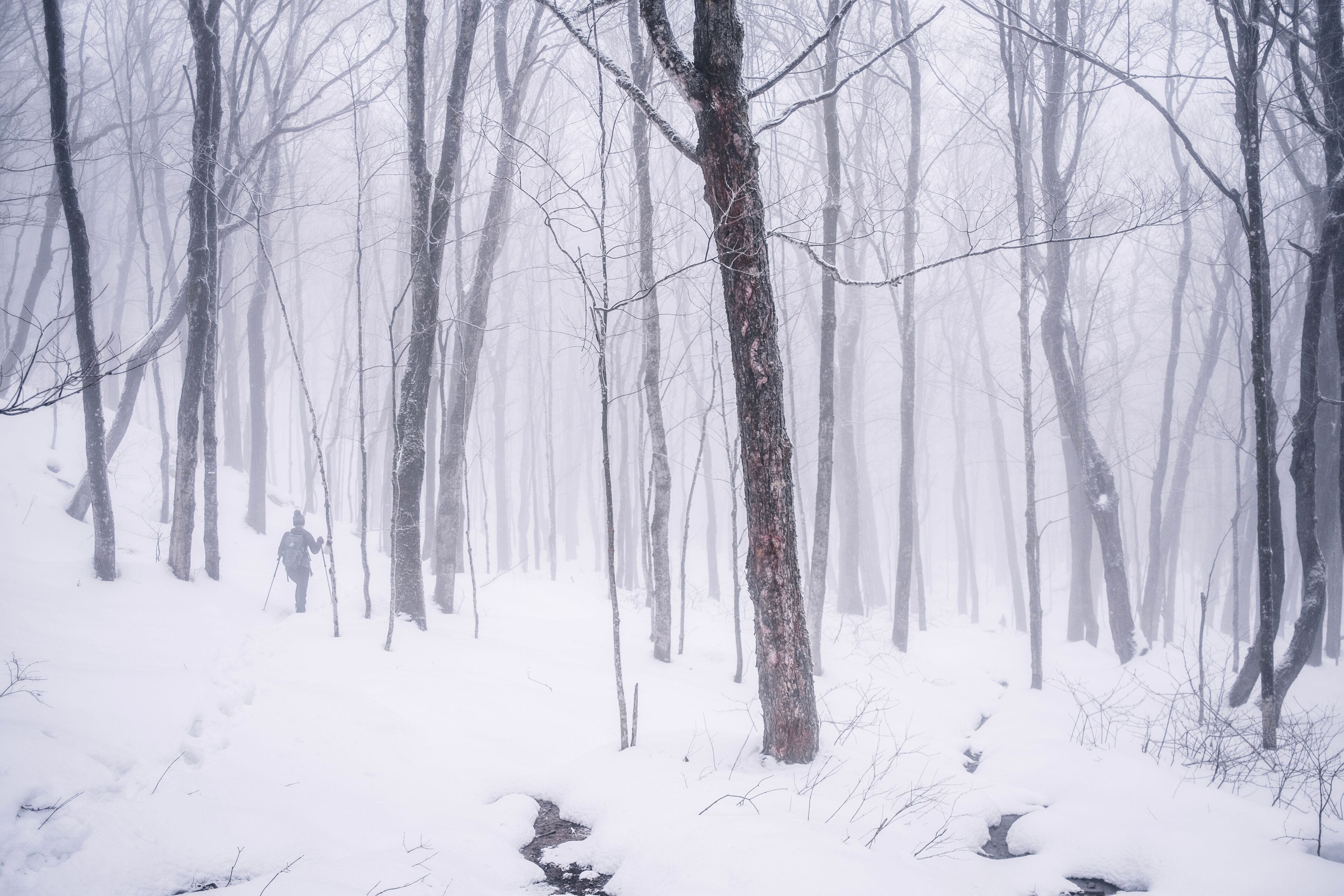 hiker walks through snowy forest shrouded in fog, Quebec
