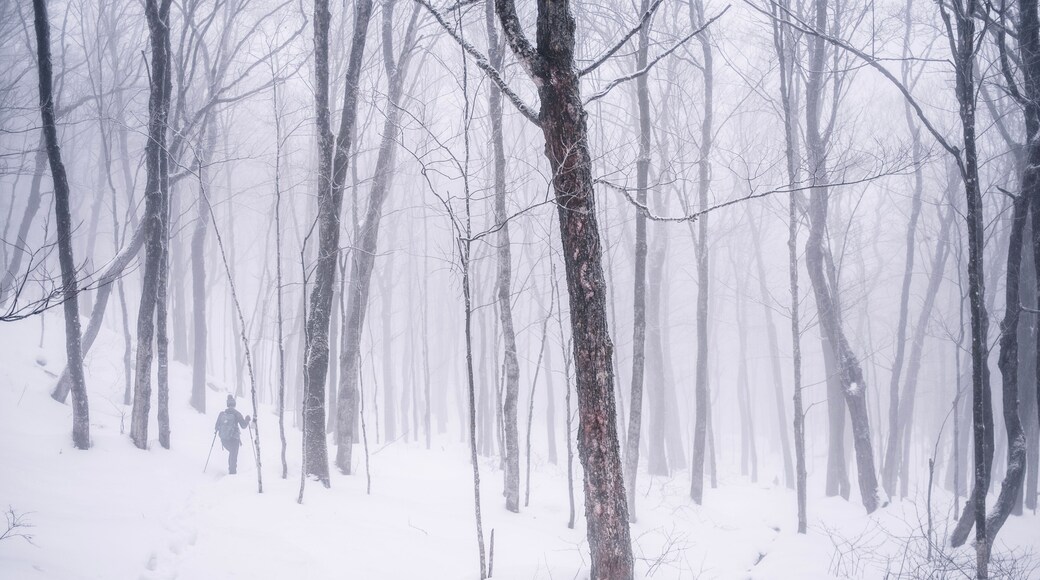 سانت - تيت - ديس - كابس