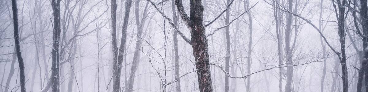 hiker walks through snowy forest shrouded in fog, Quebec