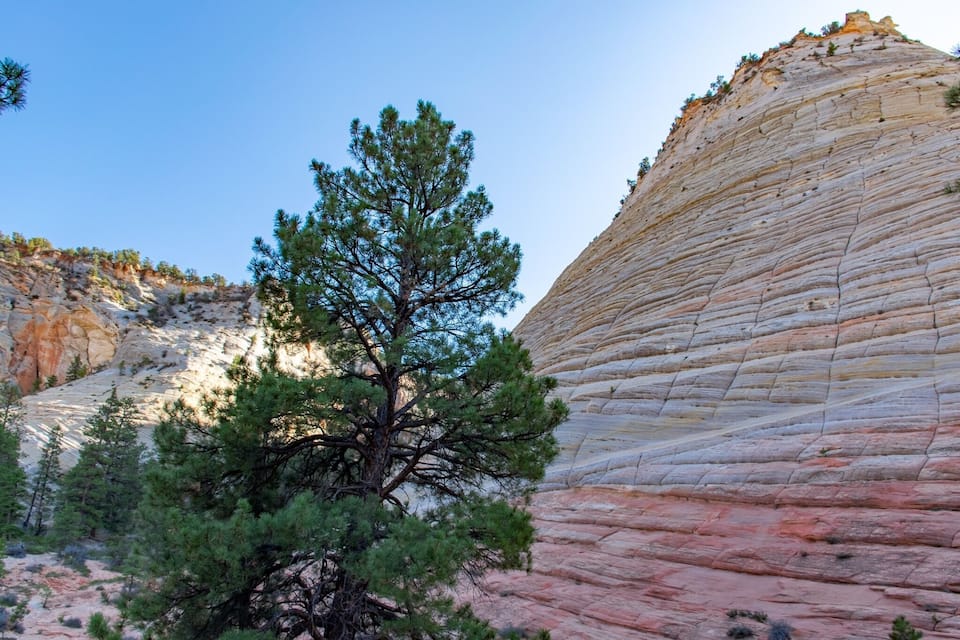 A tree in front of a layered rock formation.