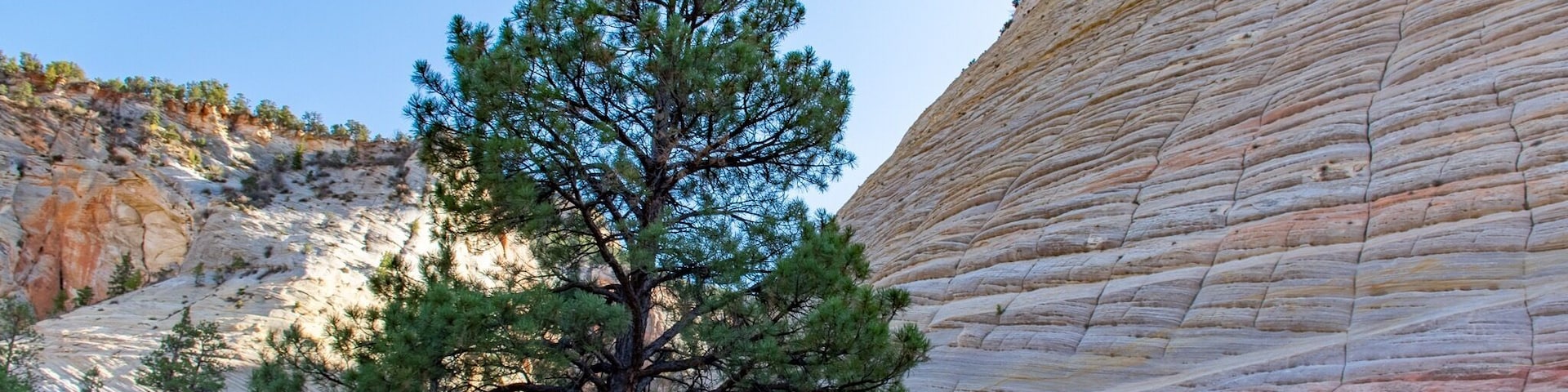Up close shot of Checkerboard Mesa ♠️♣️ #zion #nationalpark #utah #checkerboard #mesa #sandstone #travel #wanderlust
