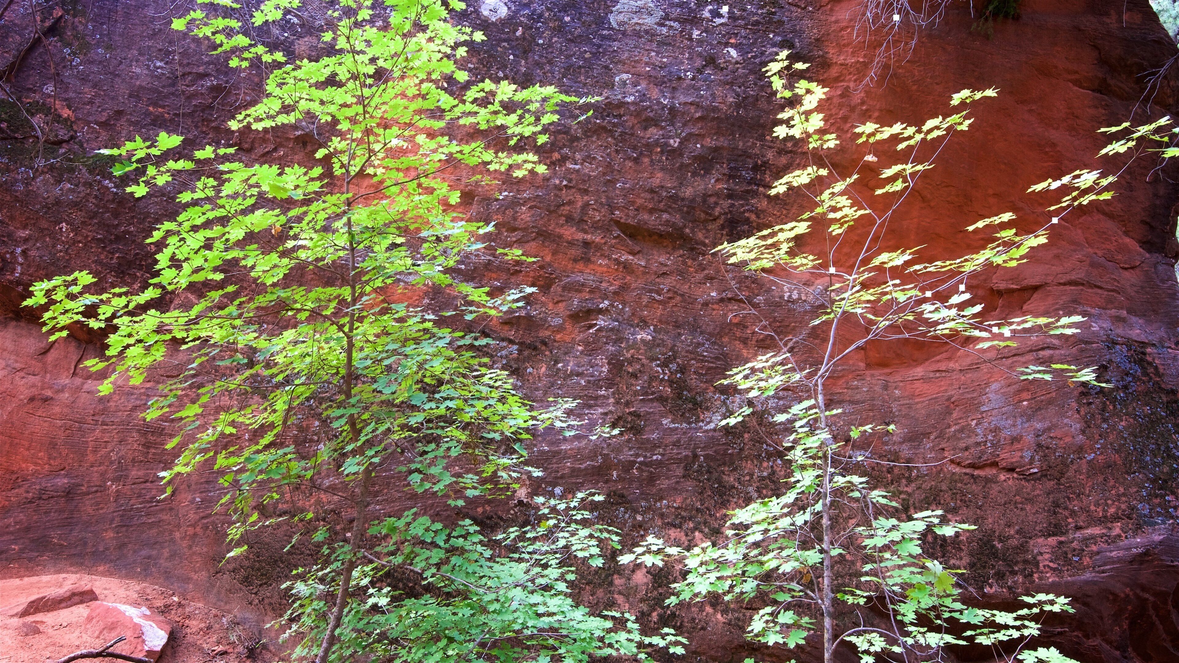 Emerald Pools featuring tranquil scenes