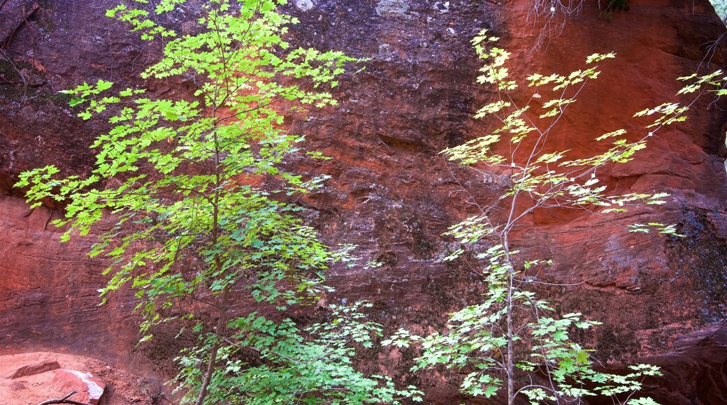 Emerald Pools featuring tranquil scenes