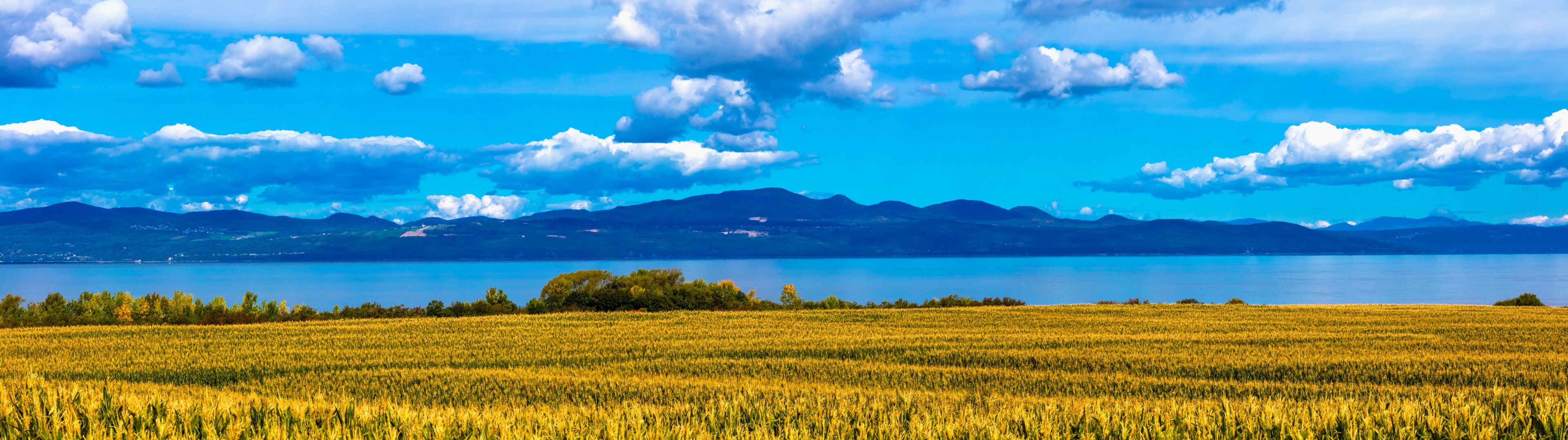 A vast field of golden crops, a calm lake, and distant mountains under a blue sky.
