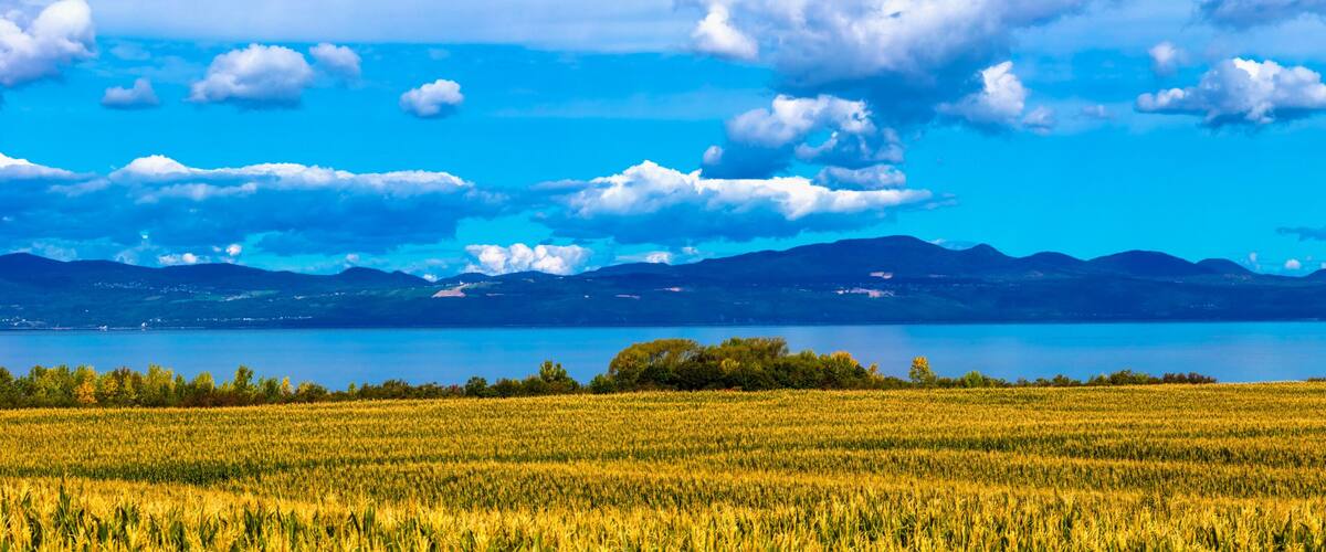 A vast field of golden crops, a calm lake, and distant mountains under a blue sky.