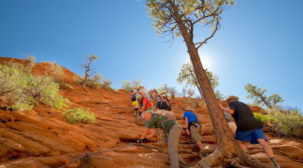 Zion nasjonalpark som inkluderer rolig landskap og vandring eller fottur i tillegg til en liten gruppe med mennesker
