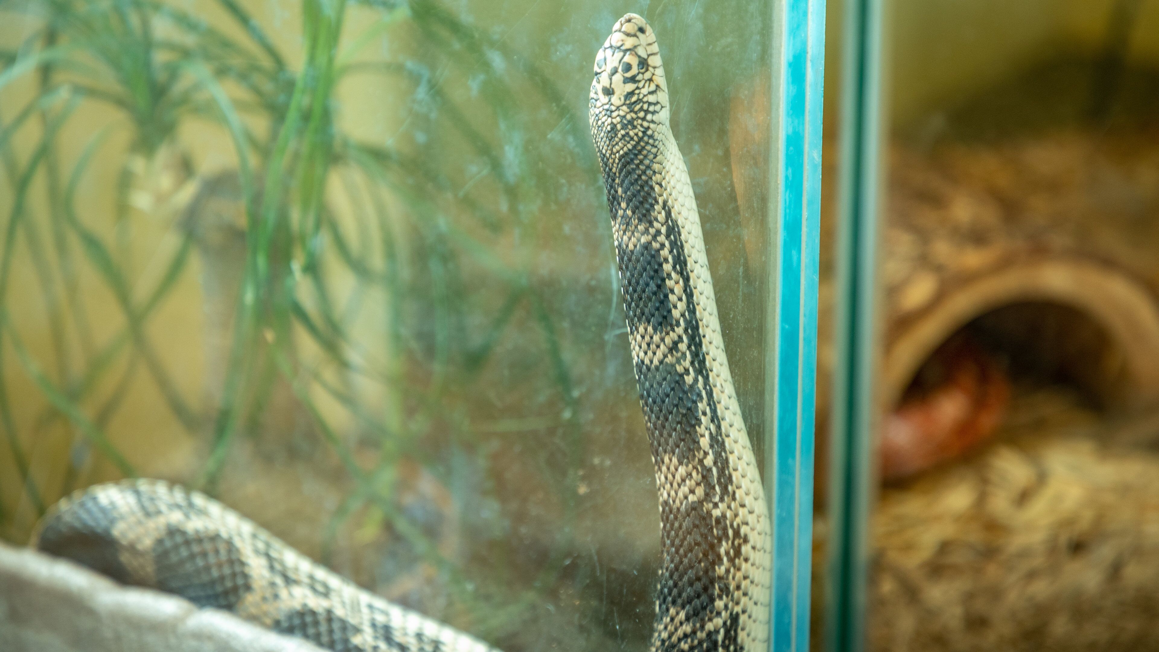 Nature Center of Cape May which includes dangerous animals and zoo animals