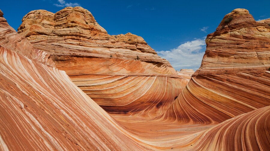 The Wave