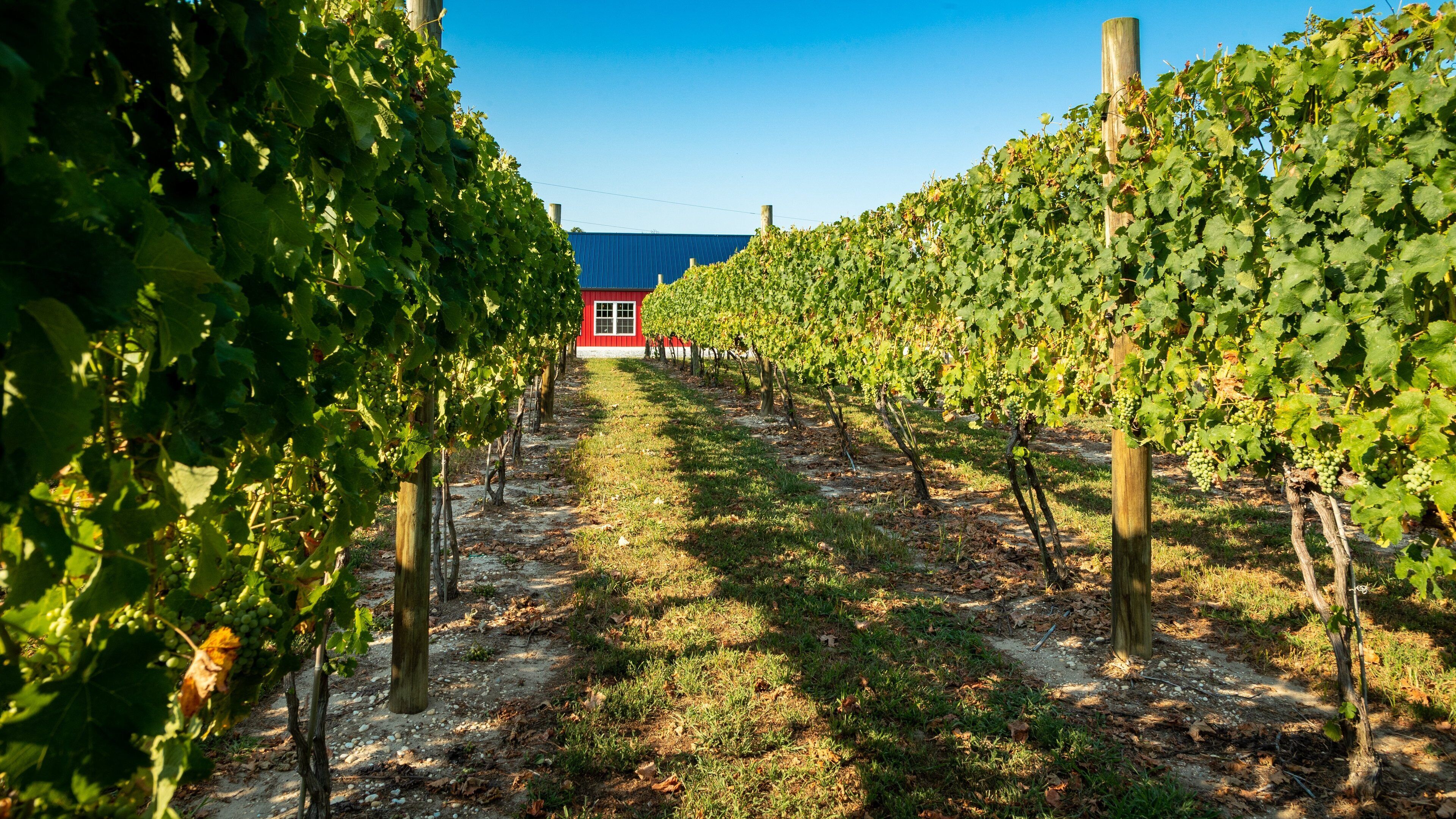 Natali Vineyards featuring farmland