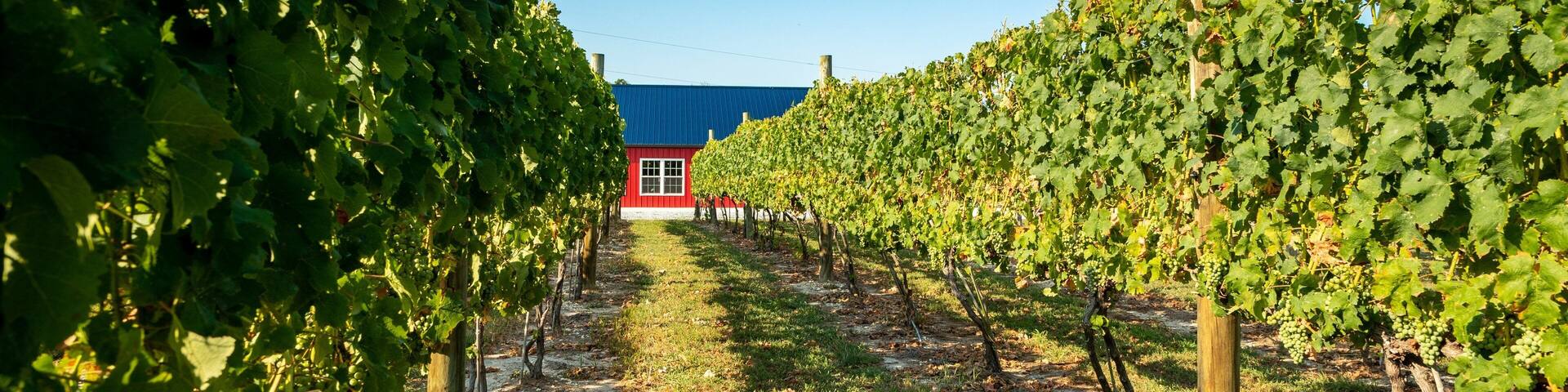 A vineyard with rows of grapevines and a red building in the background.