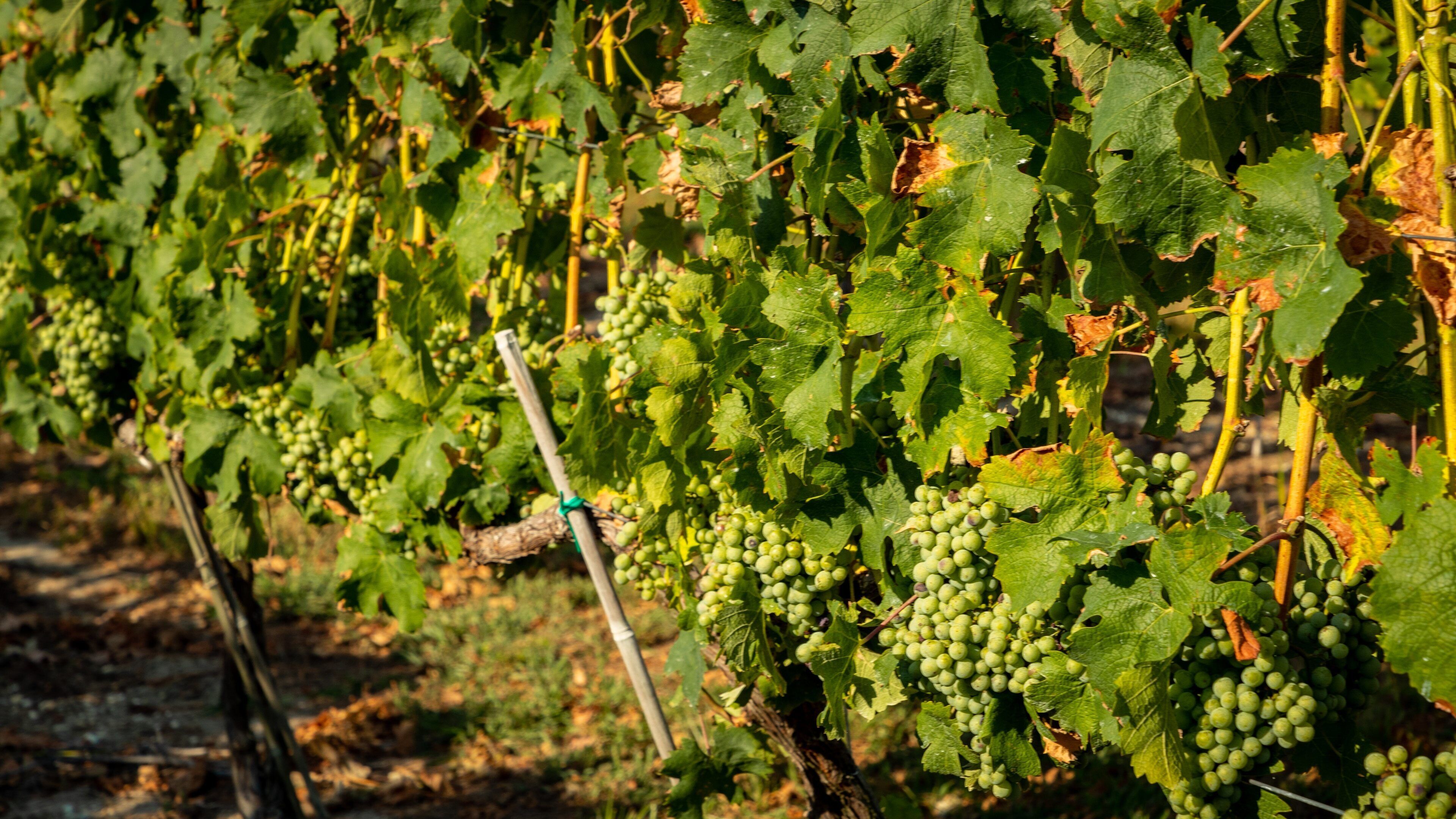 Natali Vineyards which includes food