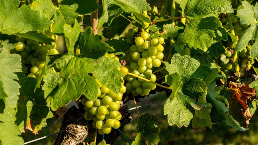 Natali Vineyards which includes food