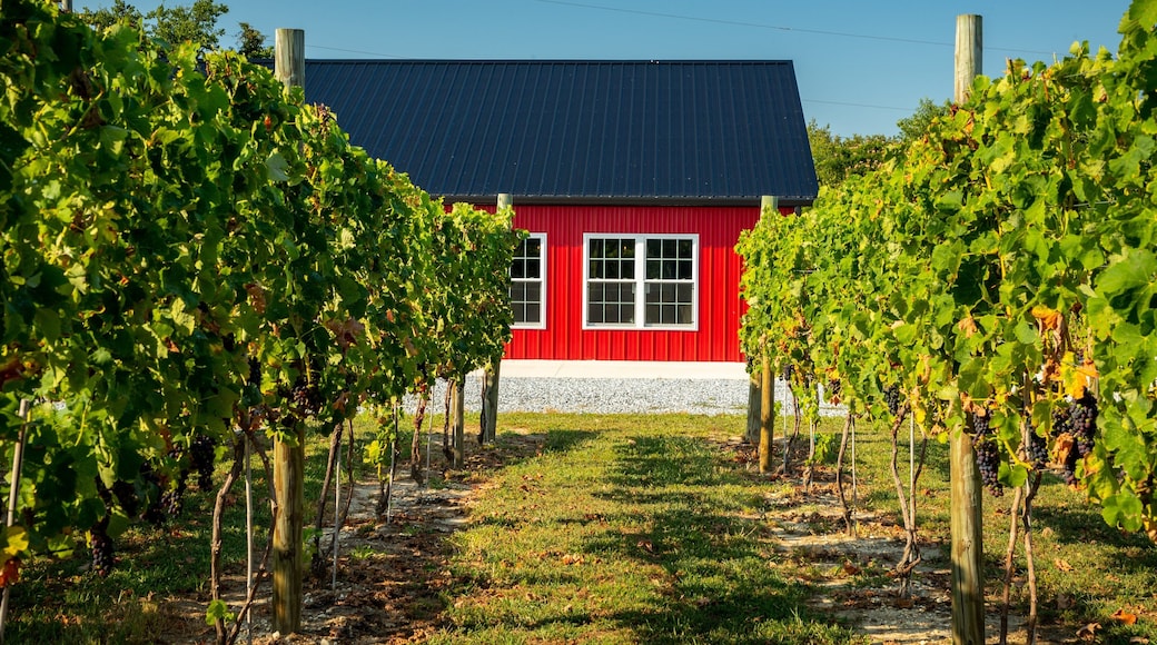 Natali Vineyards showing farmland