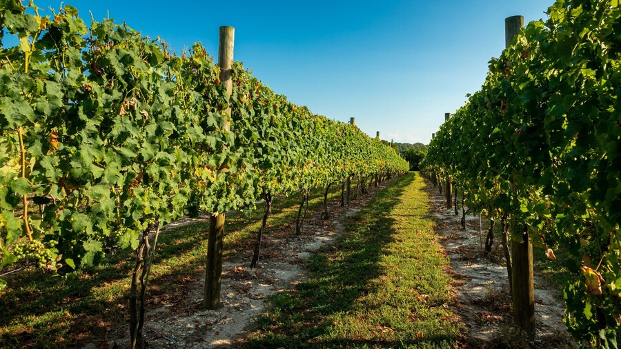 Natali Vineyards which includes farmland