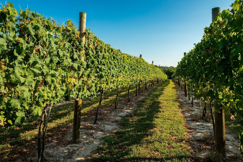 Un vignoble où s’étendent des rangées de vignes sous un ciel bleu dégagé.