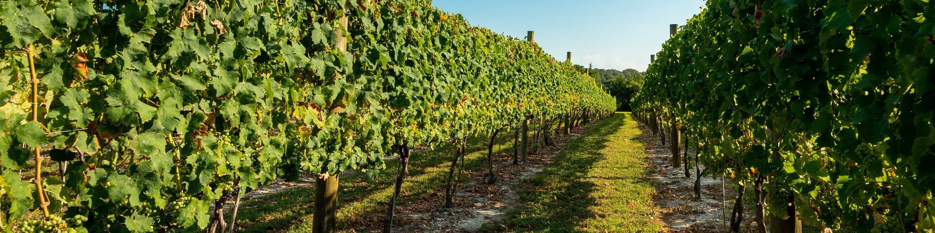 Natali Vineyards which includes farmland