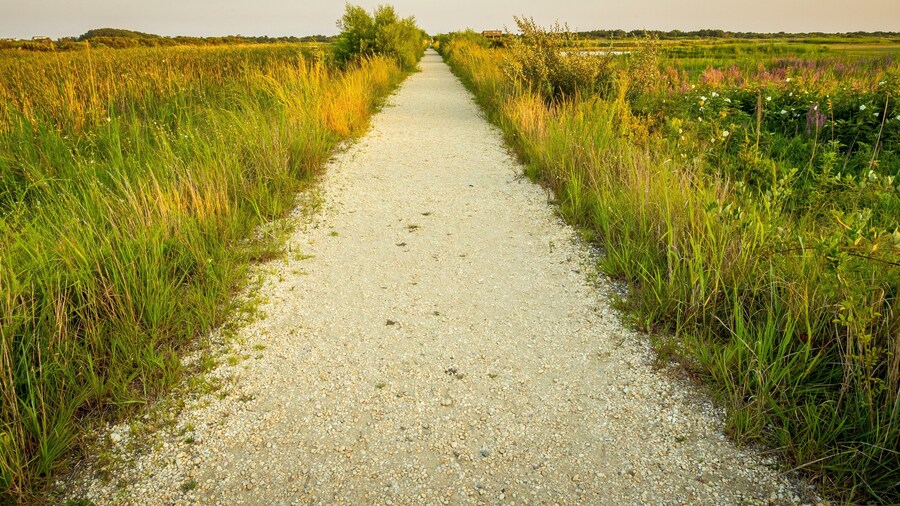 South Cape May Meadows which includes a sandy beach and tranquil scenes