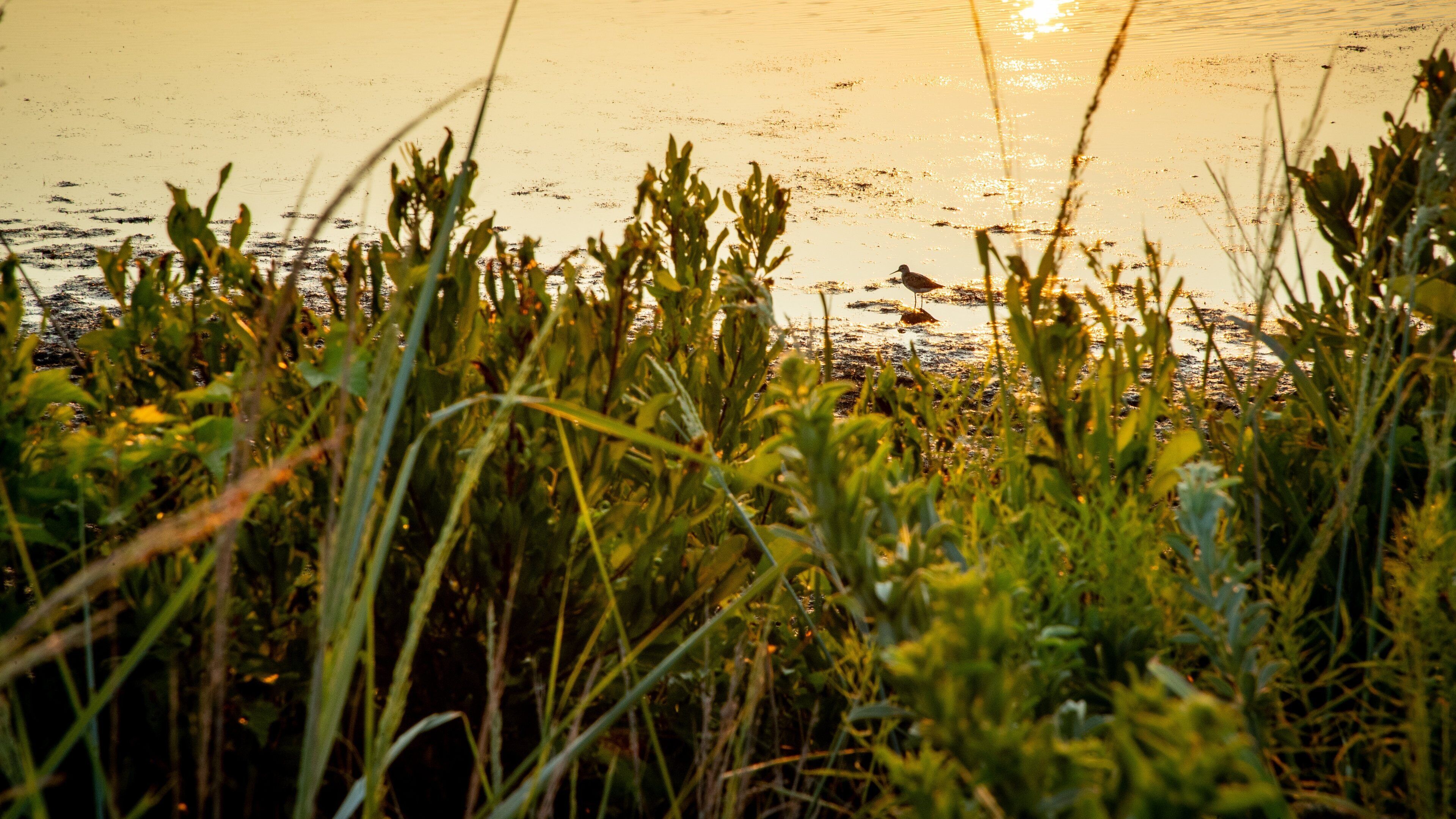 South Cape May Meadows which includes a sunset and a pond