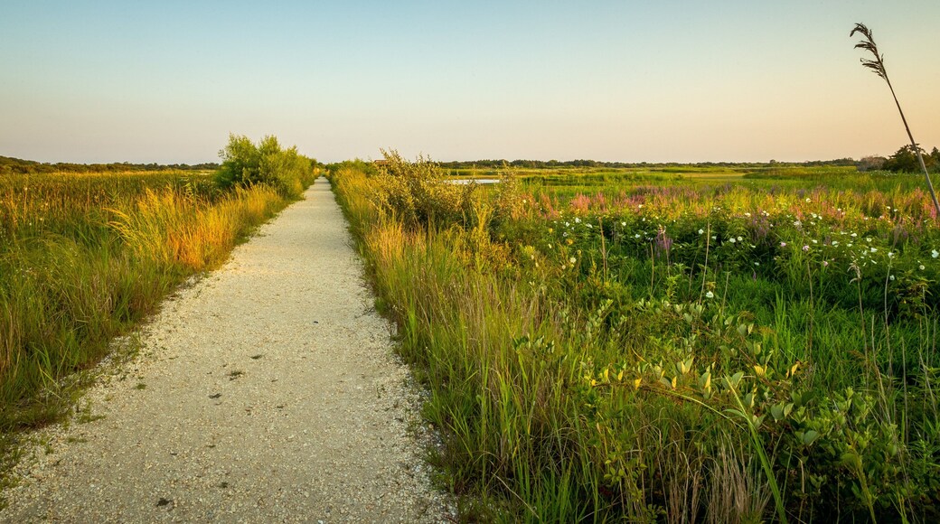 South Cape May Meadows showing tranquil scenes and a sunset