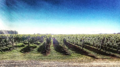 Bodega Costa & Pampa