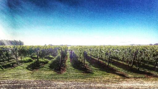 Bodega Costa & Pampa