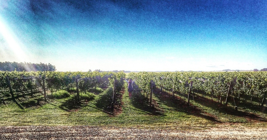 Bodega Costa & Pampa