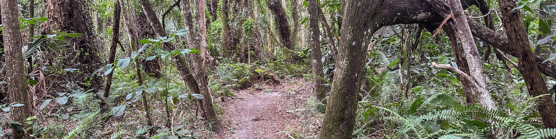 Okeeheelee Park South MTB Biking Trail, West Palm Beach, Florida