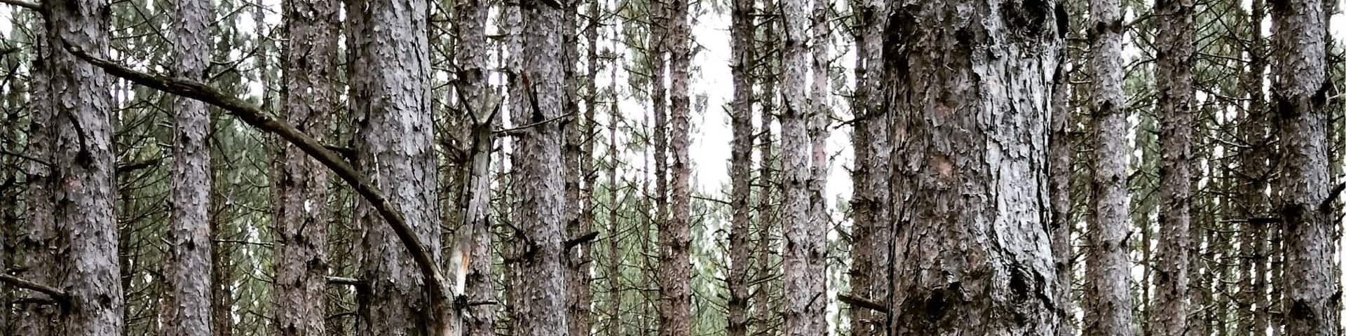 Beautiful stand of pine trees
