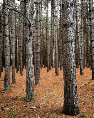 Beautiful stand of pine trees