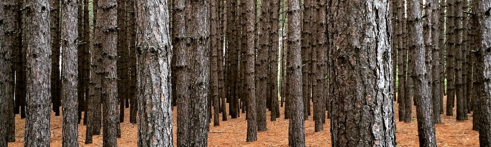 Beautiful stand of pine trees
