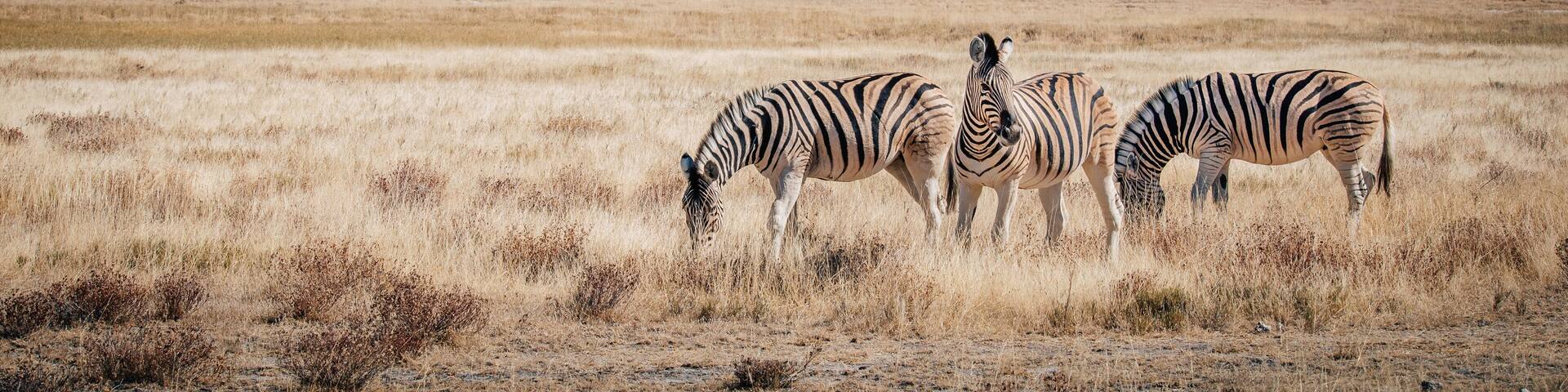 Zebras im Grasland, Etosha National Park, Namibia