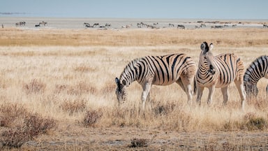 Zebras im Grasland, Etosha National Park, Namibia