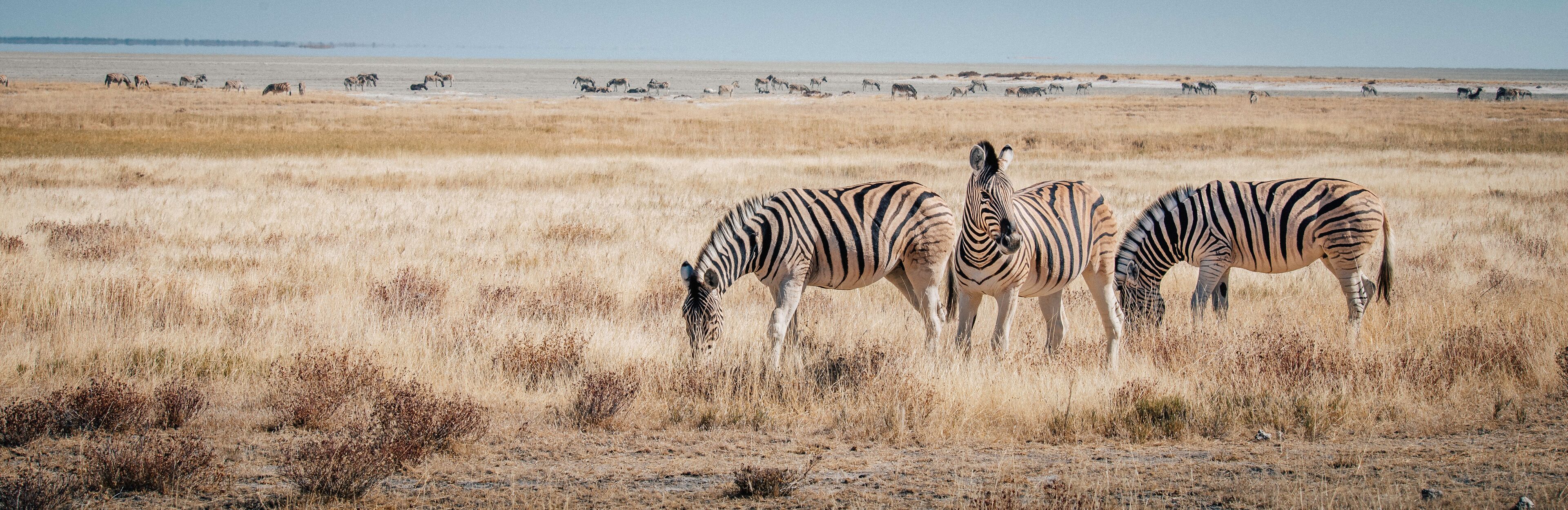A group of zebras grazing in a dry grassland with a distant water body.