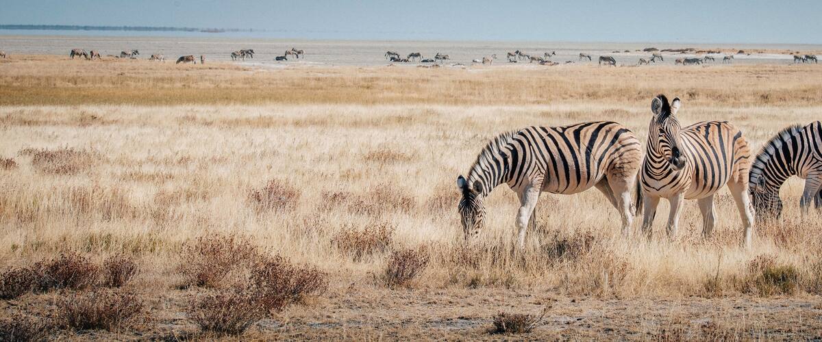 A group of zebras grazing in a dry grassland with a distant water body.