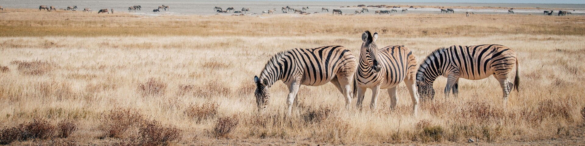 A group of zebras grazing in a dry grassland with a distant water body.