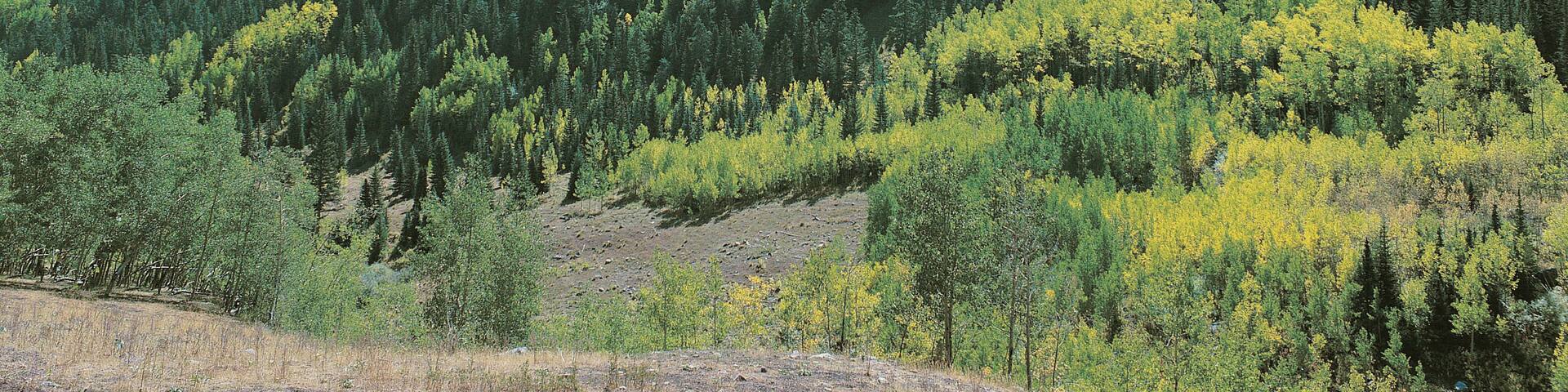 Trees and mountains at Ashcroft, near Aspen, Colorado, USA