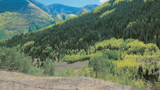 Trees and mountains at Ashcroft, near Aspen, Colorado, USA