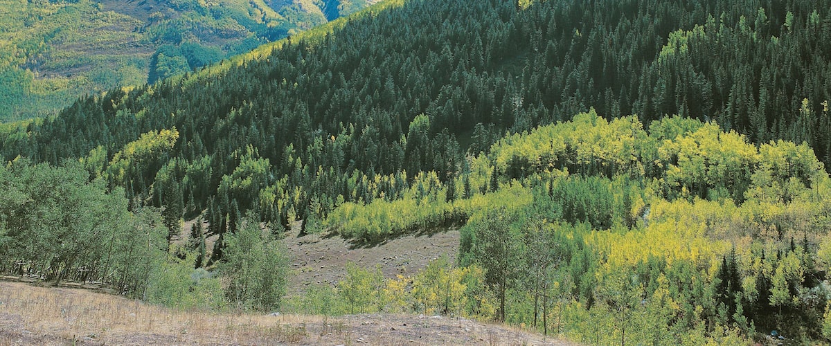 A mountainous landscape with dense forests and a clear sky.