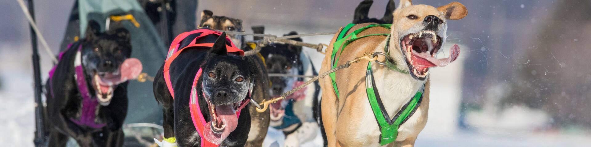 dog sledding in quebec, canada