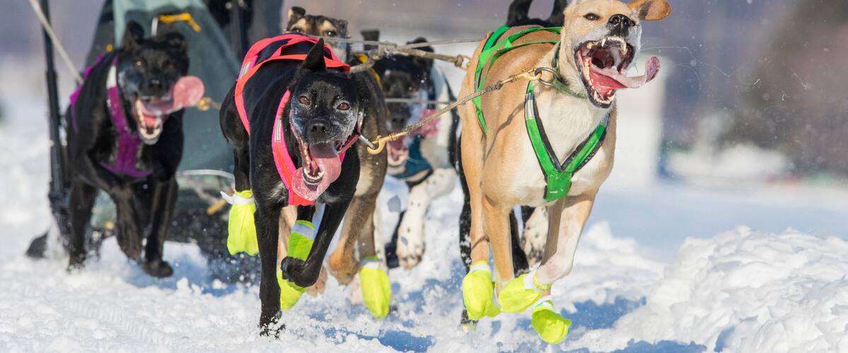 Dogs pulling a sled through snow.