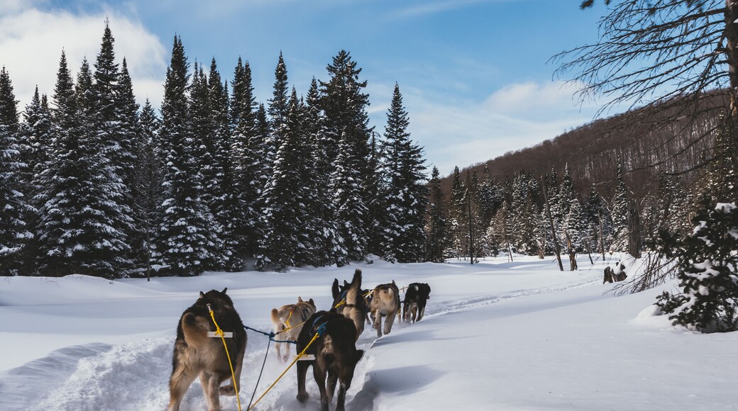Dog sledding in Northern Quebec, Canada